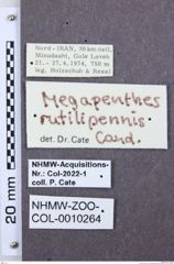 Etiketten zu Sawadapenthes saueri (NHMW-ZOO-COL-0010264)